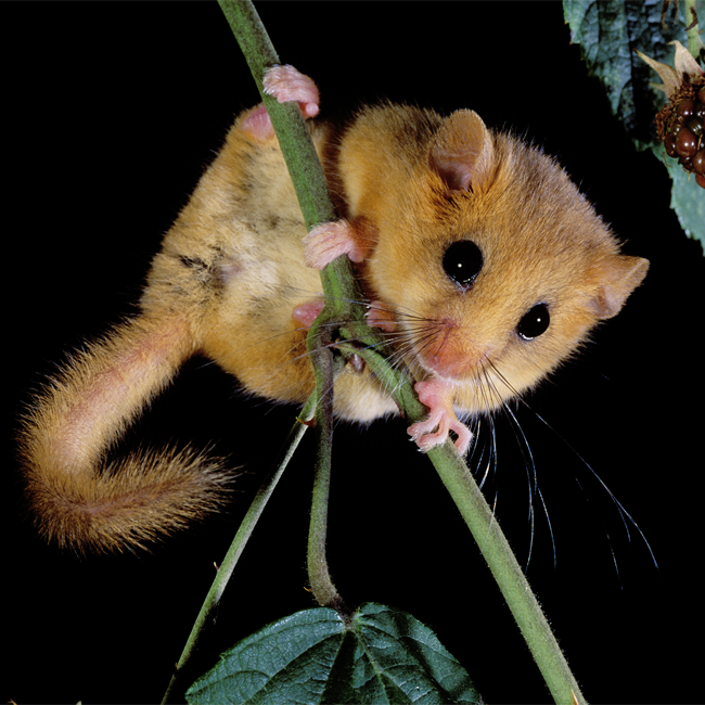EU laws are good for wildlife - act now to keep it that way!